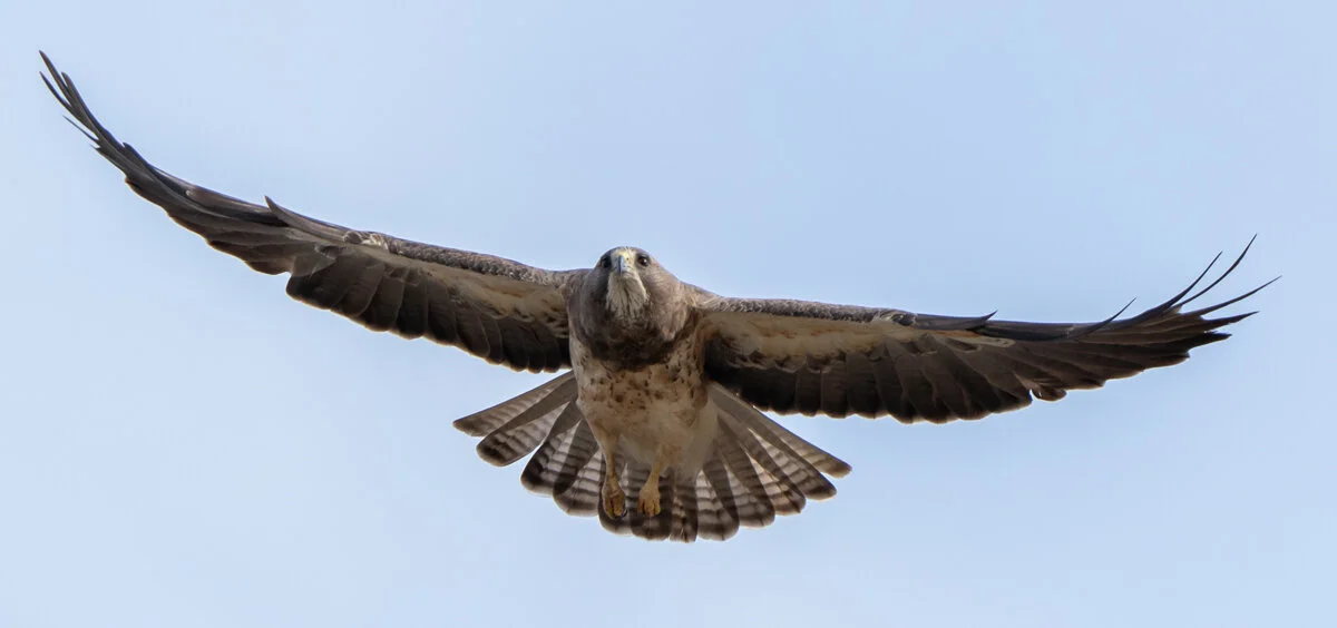 Payette River Wildlife- - Copy.jpg