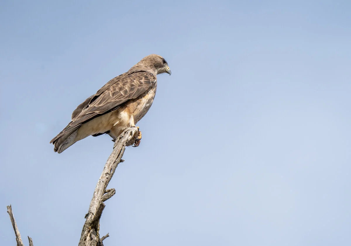 Payette River Wildlife.jpg