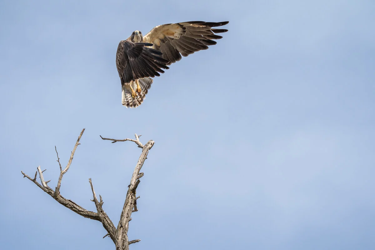 Payette River Wildlife-2.jpg