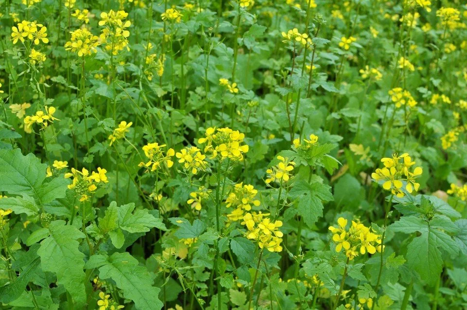 mustard.jpeg