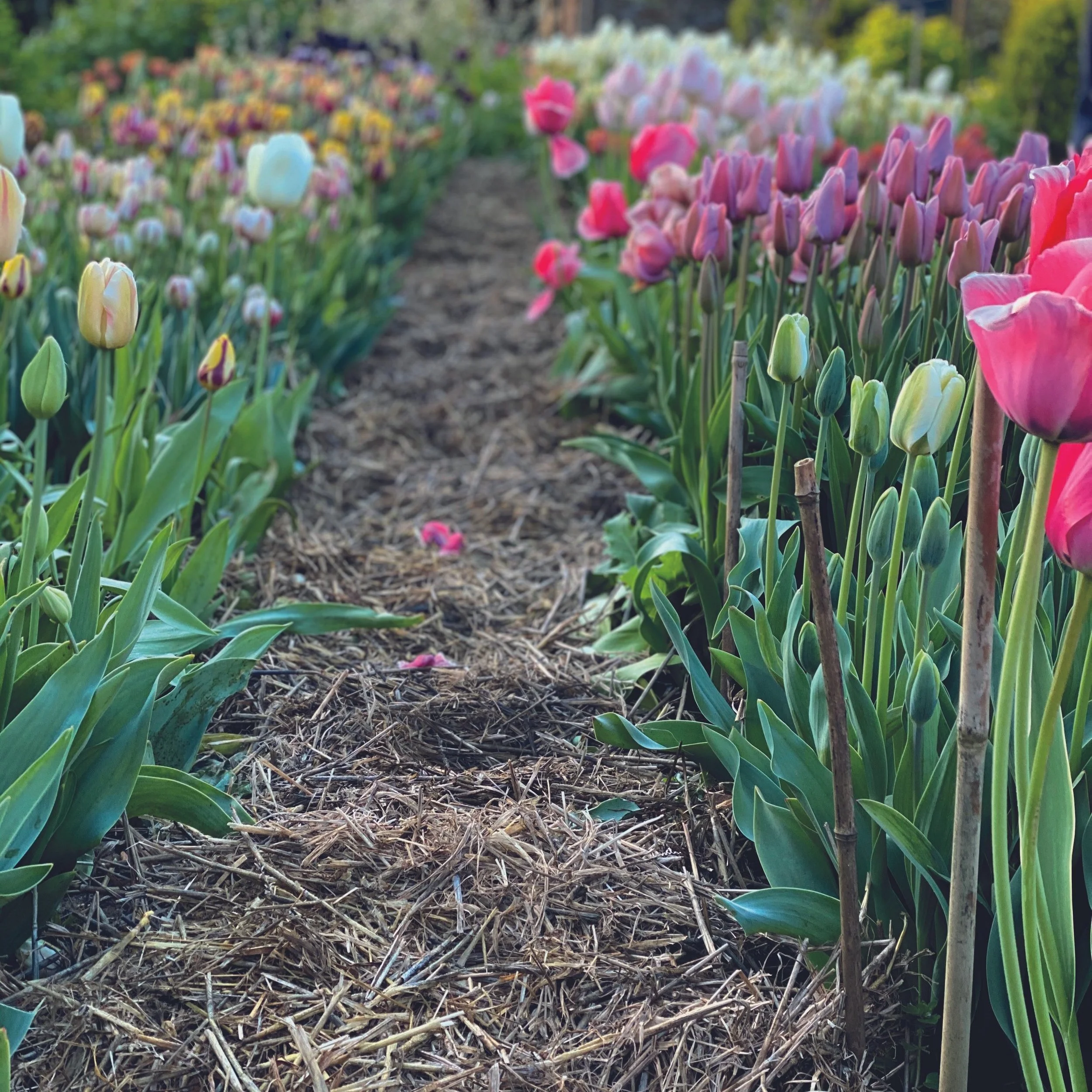 How to Prepare Your Beds