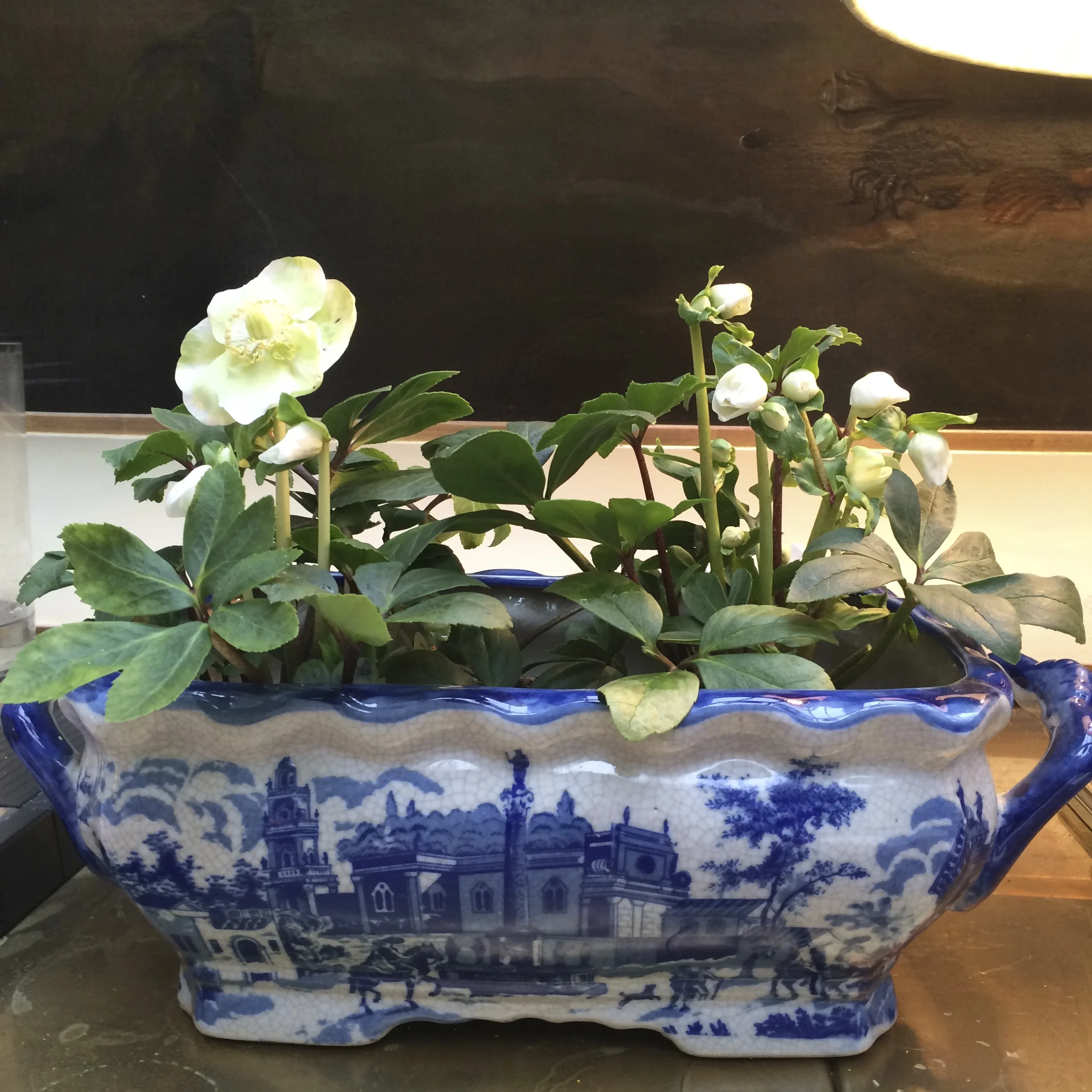 Helleborus niger – These little hellebores are happy outside at -2 or snuggled inside the Soane showrooms at 20plus degrees! Ooh those Soanites love the heat. Amazingly they lasted for weeks on end inside with not a ray of natural light. And then we planted them back in the garden.