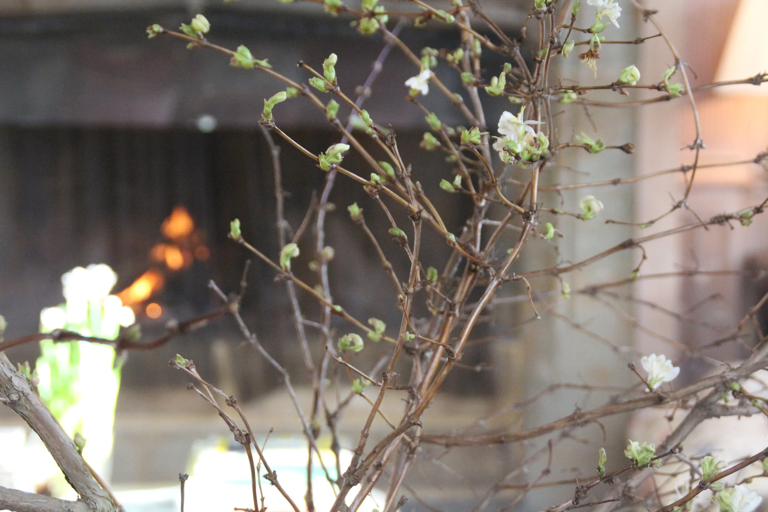  Lonicera fragrantissima – winter flowering honeysuckle – in milder parts of the country bees love it in Febrauary, and so do we.  Other winter favourites are the leaves of Magnoila Grandiflora which last and last inside, Wintersweet (Chimonanthus pr