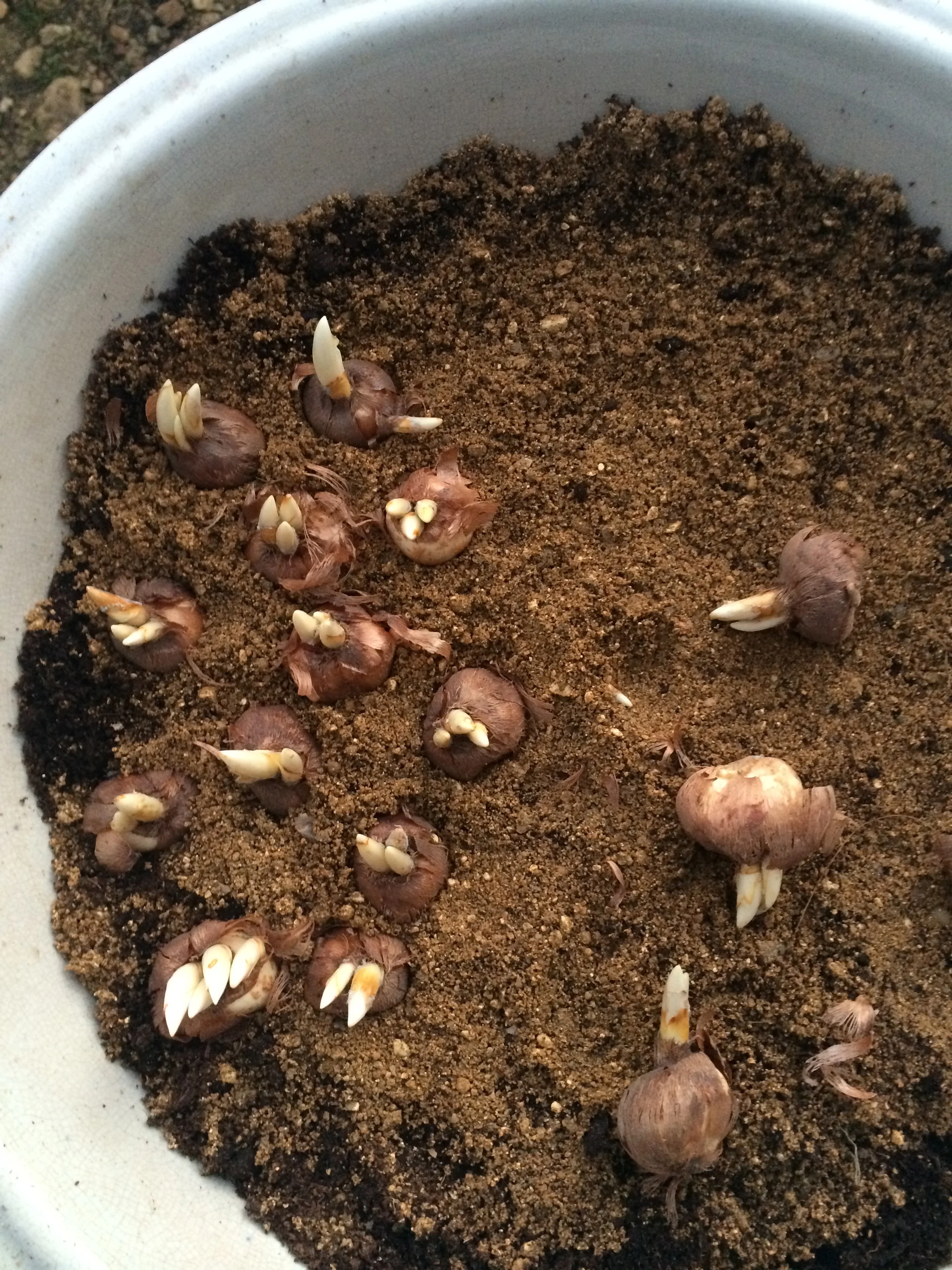  Planting bulbs is akin to planning future moments of joy. A squirrel hiding nuts for a future feast. 