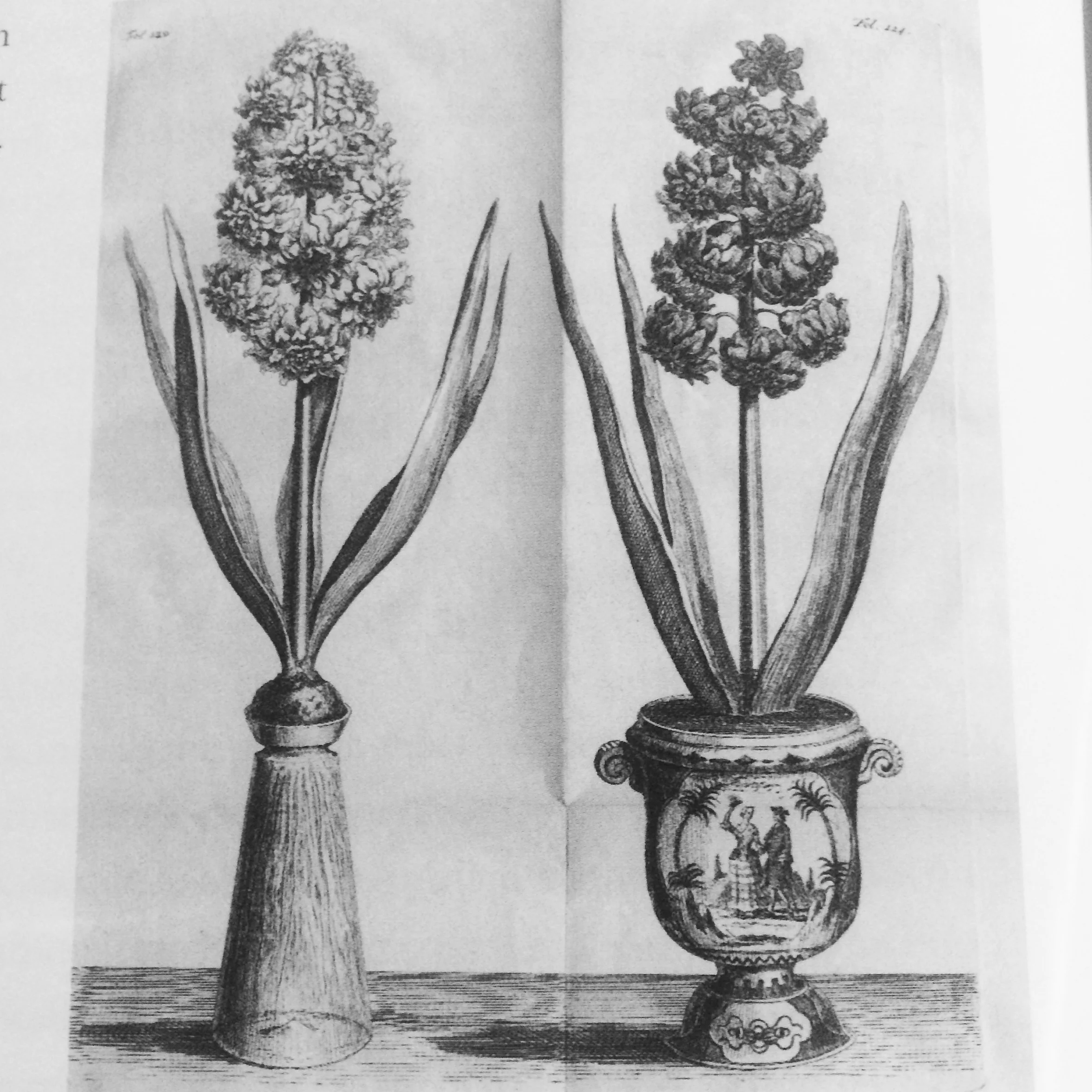  Hyacainth from 1775. They became popular indoor plants loved for their scent and ease of growing in either water filled glasses or in soil in decorative pots.&nbsp;  From  Potted History, the Story of Plants in the Home , by Katherine Horwood. 