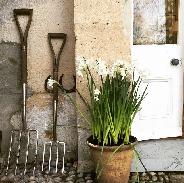  Paperwhites also work wonderfully planted in soil in a pot either inside or out.&nbsp; Plant 2.5cm apart just below the soil. Clever Charlie McCormick planted these 2 months ago outside in Dorset. Here they are now flowering months before other narc