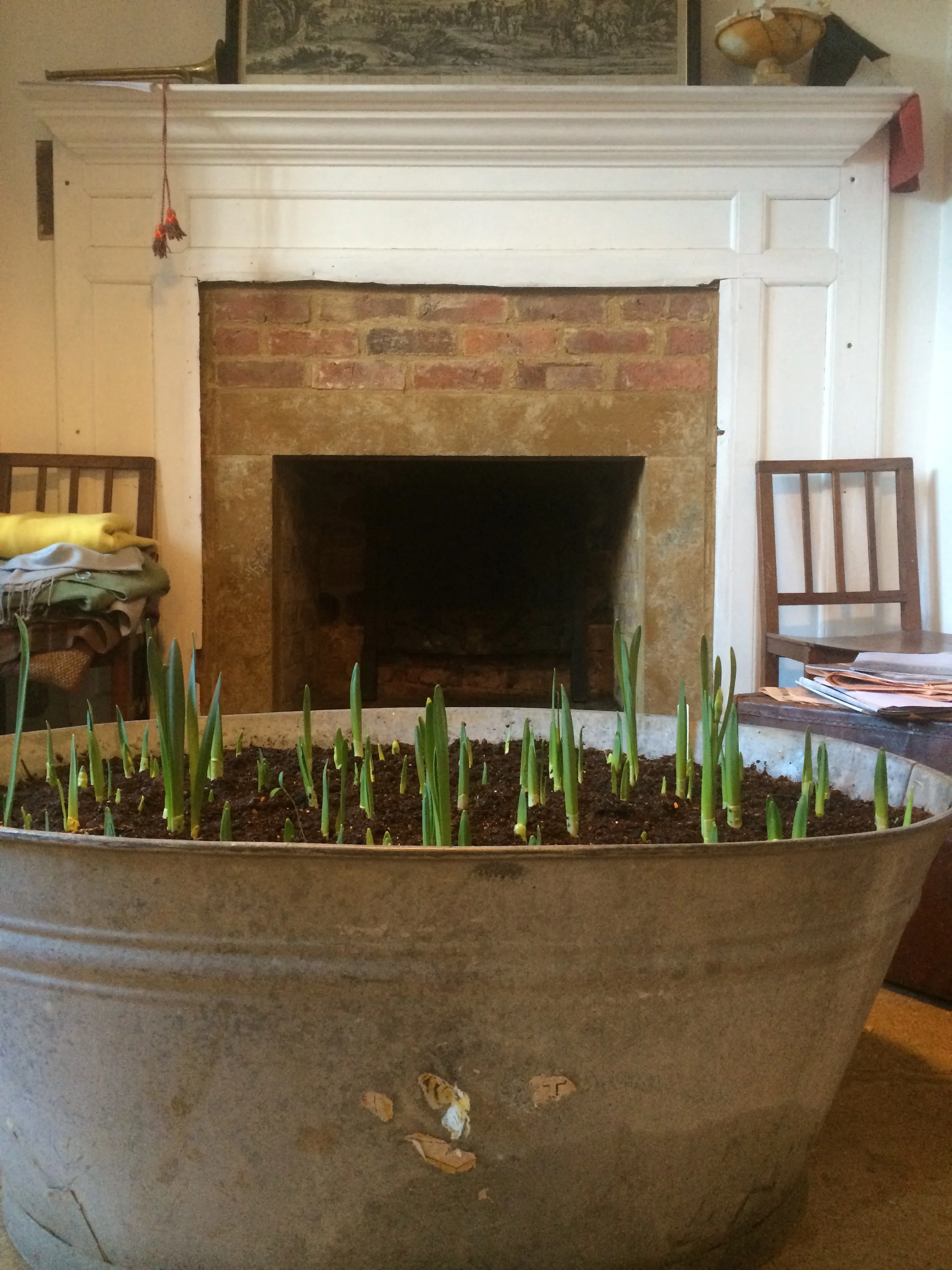 In they came to the warmth of the kitchen in early January and a few days later - tiny little green shoots of hope peeped through the soil.