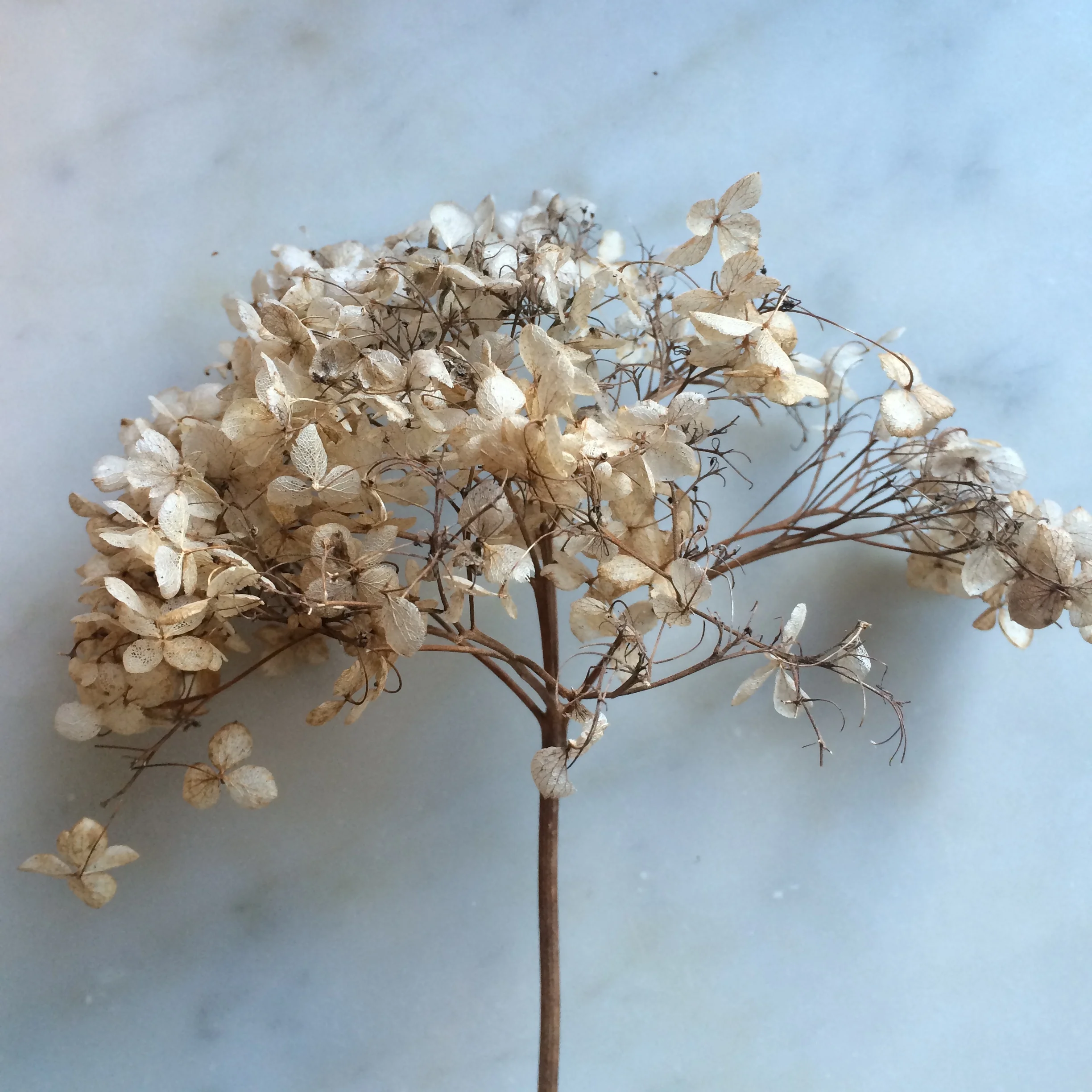  We picked armfuls of delicate, buff heads of Hydrangea ‘Annabelle’ which wanted to fly away in the wind. 