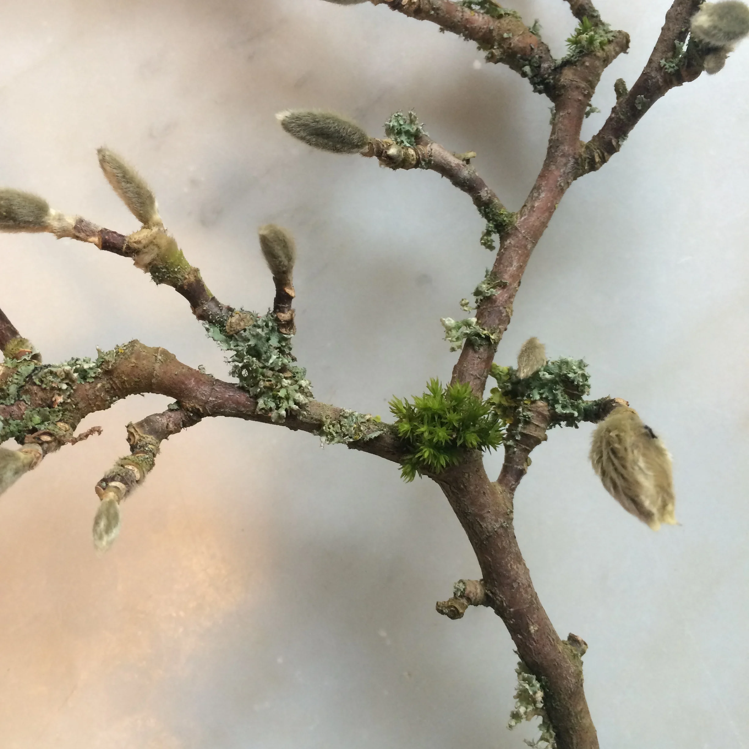  Lichen covered stems and plump, soft, velvet buds of Magnolia Soulangeana. Verdigris, mossy greens and ashen grey.&nbsp;We were thankful we had not cut down the herbaceous border, having decided in the autumn to leave the seedheads for hungry birds.