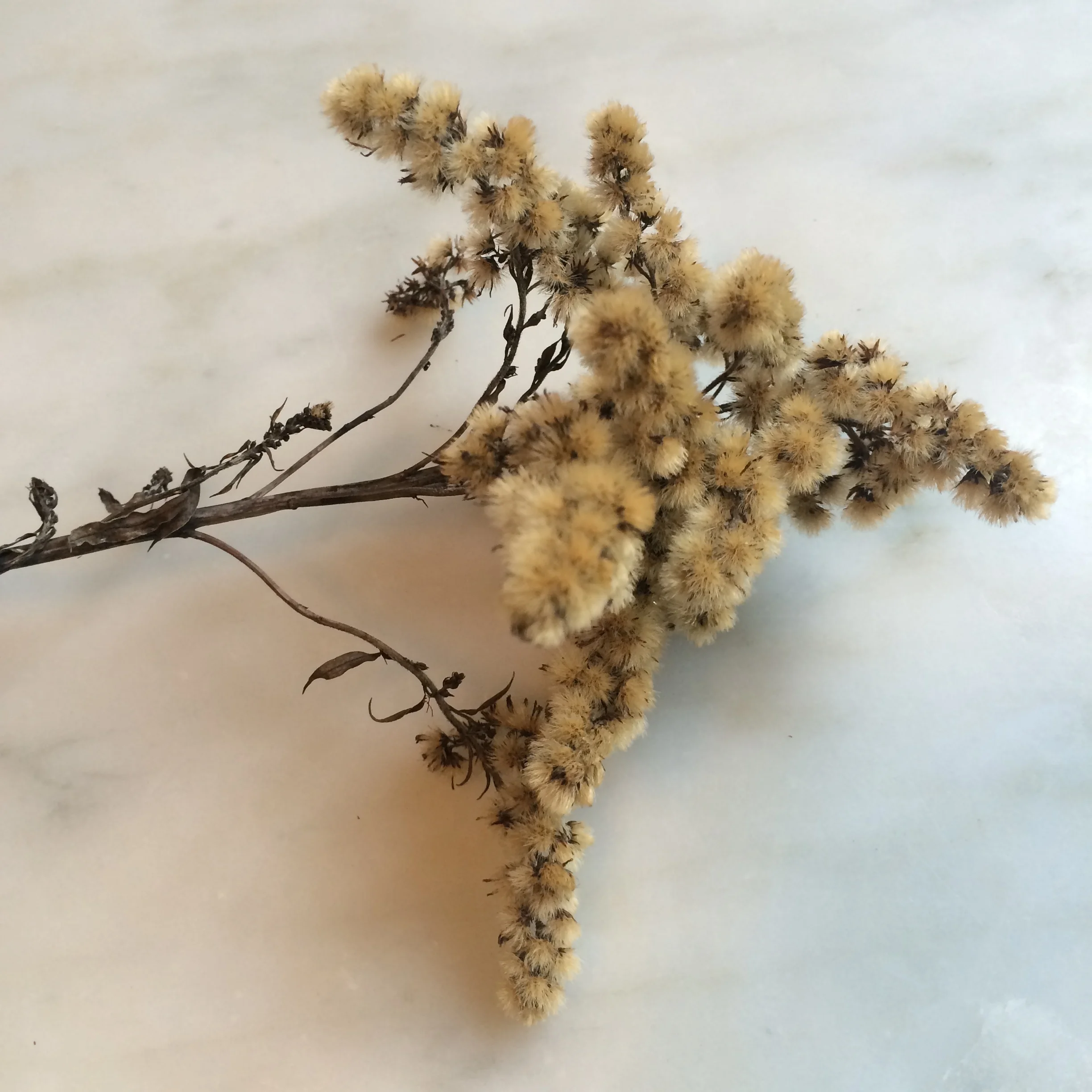  We trod gently amongst the plants to pick Golden Rod - so strong and bright yellow in the prime of life, now so soft in old age.&nbsp;We stood on ladders to pick large, mahogany flower heads of climbing hydrangea (Hydrangea Petiolaris). It is so sat