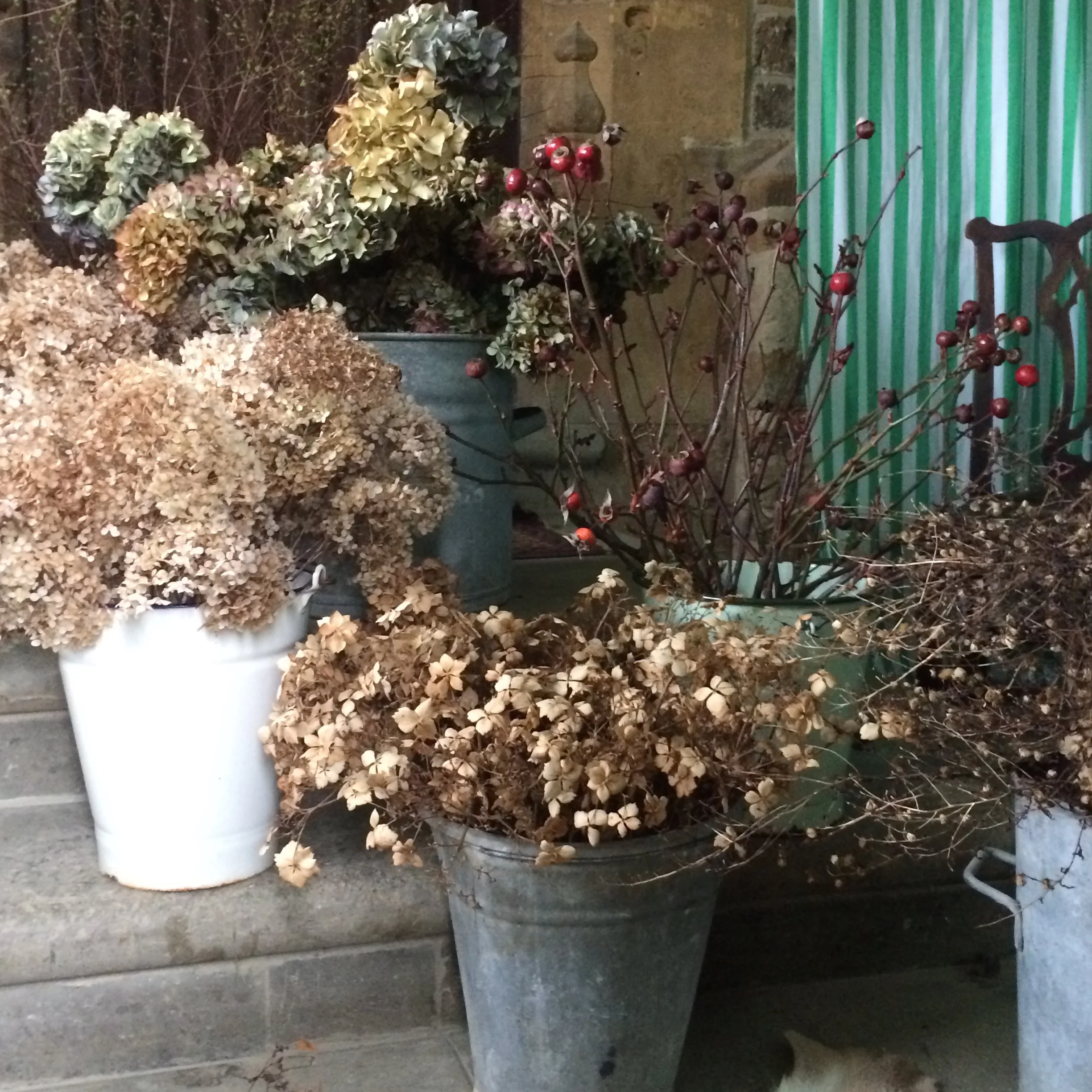  Soft, buff hydrangeas and deep plum rose hips in buckets, ready to go  