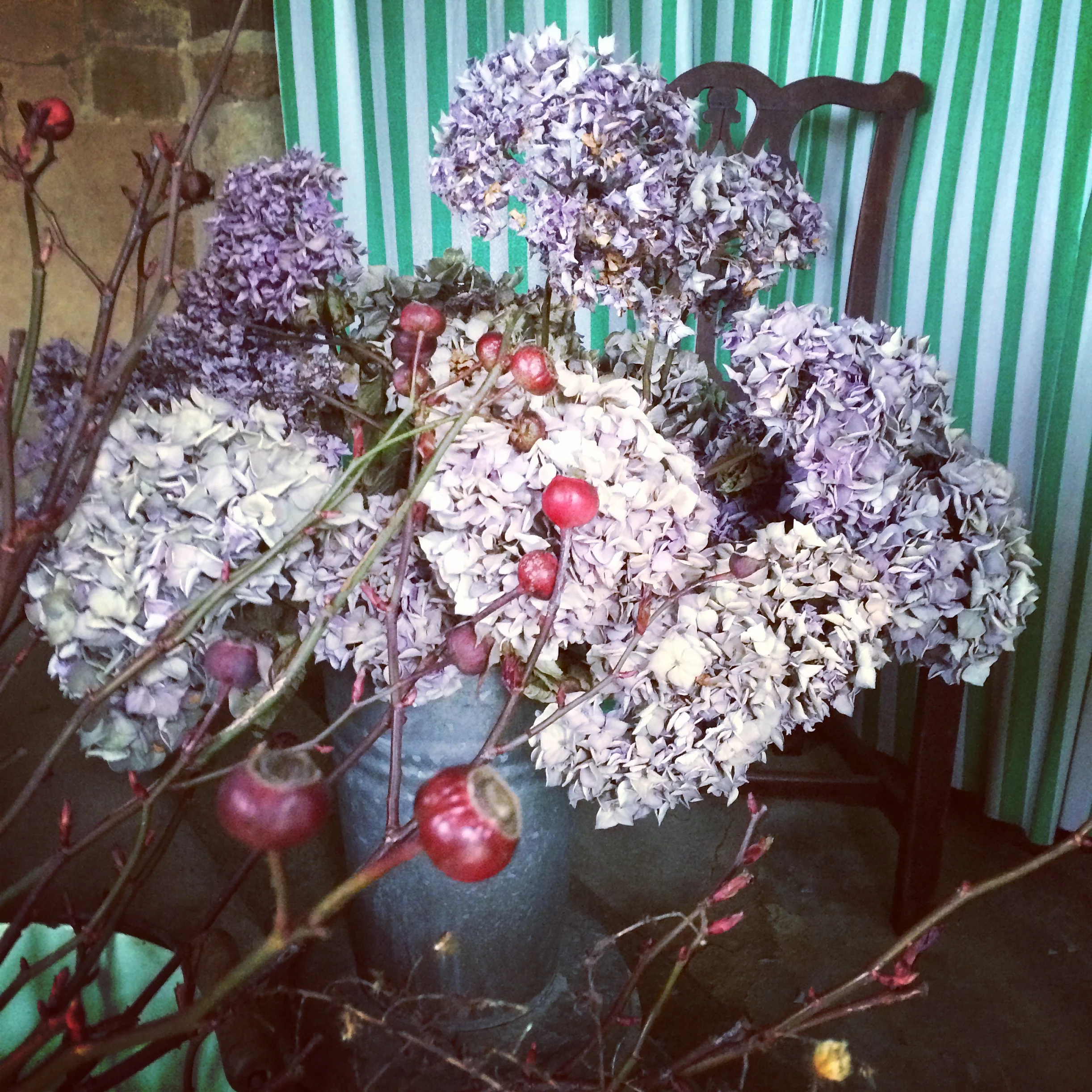  Muted blue and lilac dried hydrangea which were picked in late summer before they started dying and were left to dry in a vase of water.&nbsp;Then there were the brambles!! &nbsp;Finally trails of brambles were bundled into the back of John’s van.&n