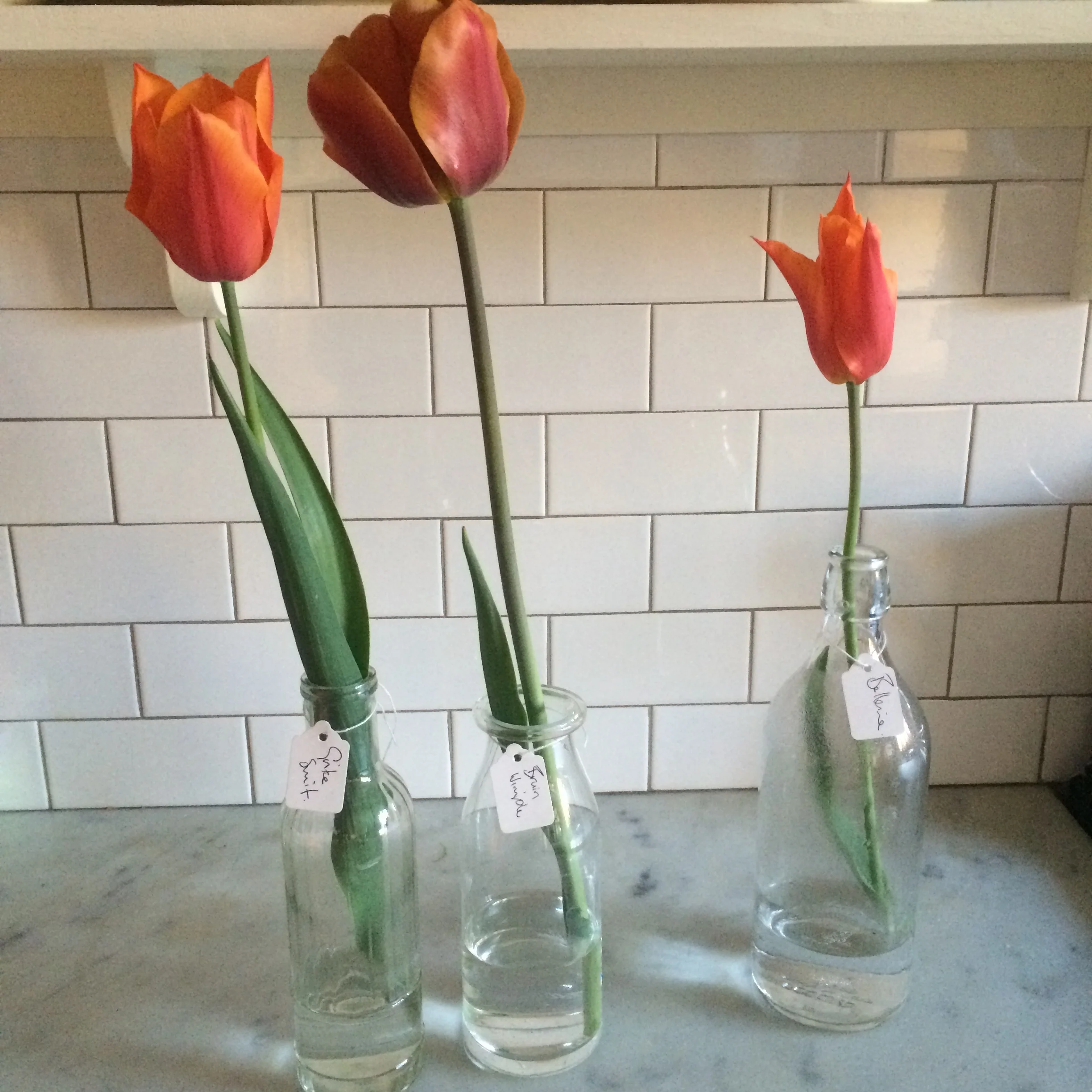 Vibrant oranges….from the left….Greetje Smit – so reliable, a star. Dusky Bruine Wimpel – more brown than orange – and tall, elegant orange lily-flowered tulipa Ballerina.