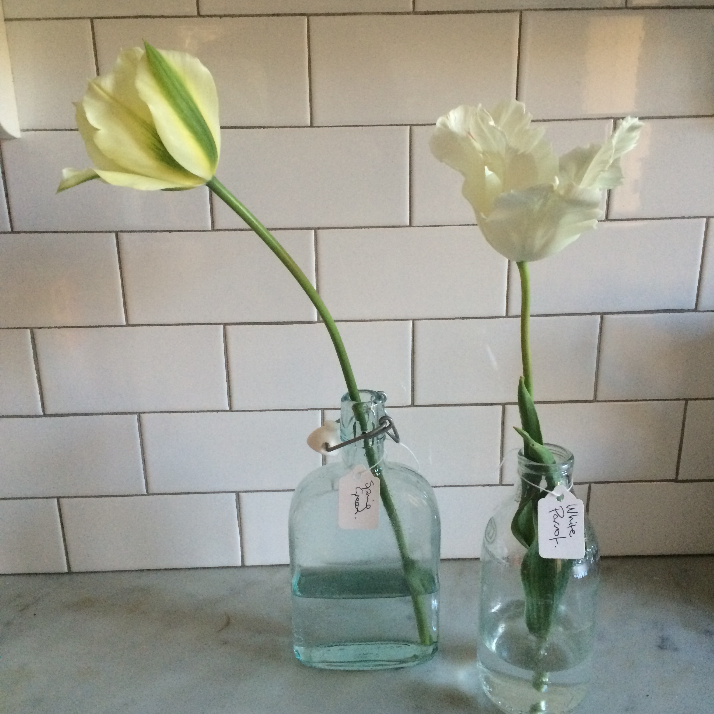 And the icy whites….Fresh green-striped Tulipa Spring Green which is remarkably good at returning year after year and frothy Tulipa White Parrot.