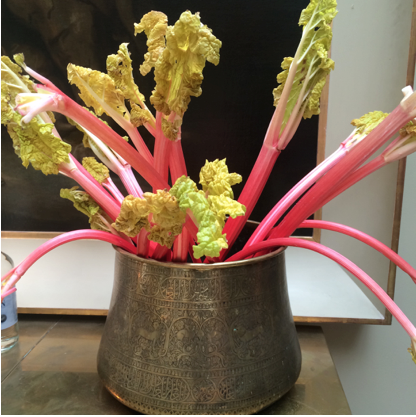 Raspberry pink rhubarb stems from the forcing pots at Wardington