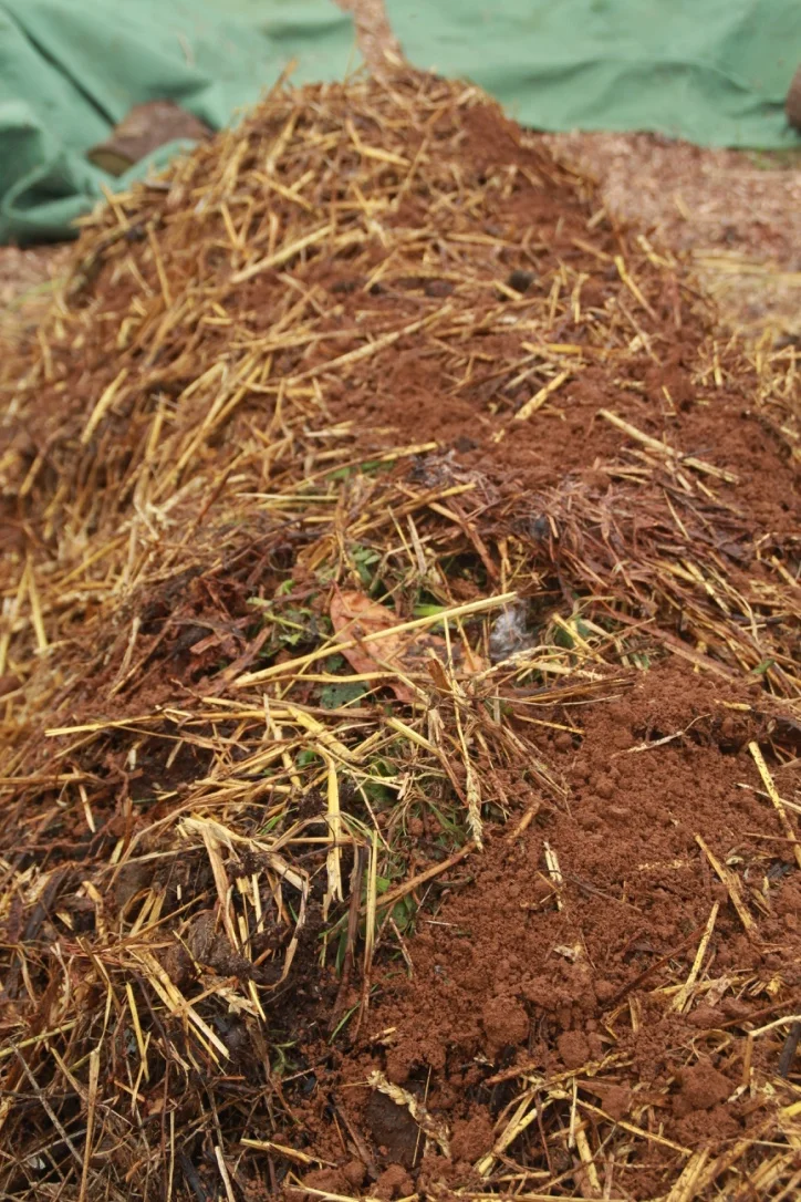 E. Layer or Straw and Old Compost