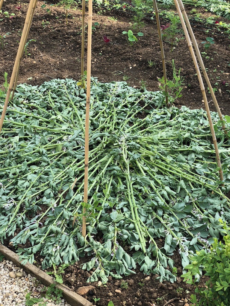 Laying field beans as a mulch