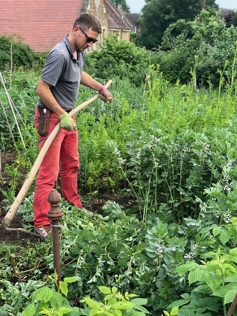 Cutting down field beans
