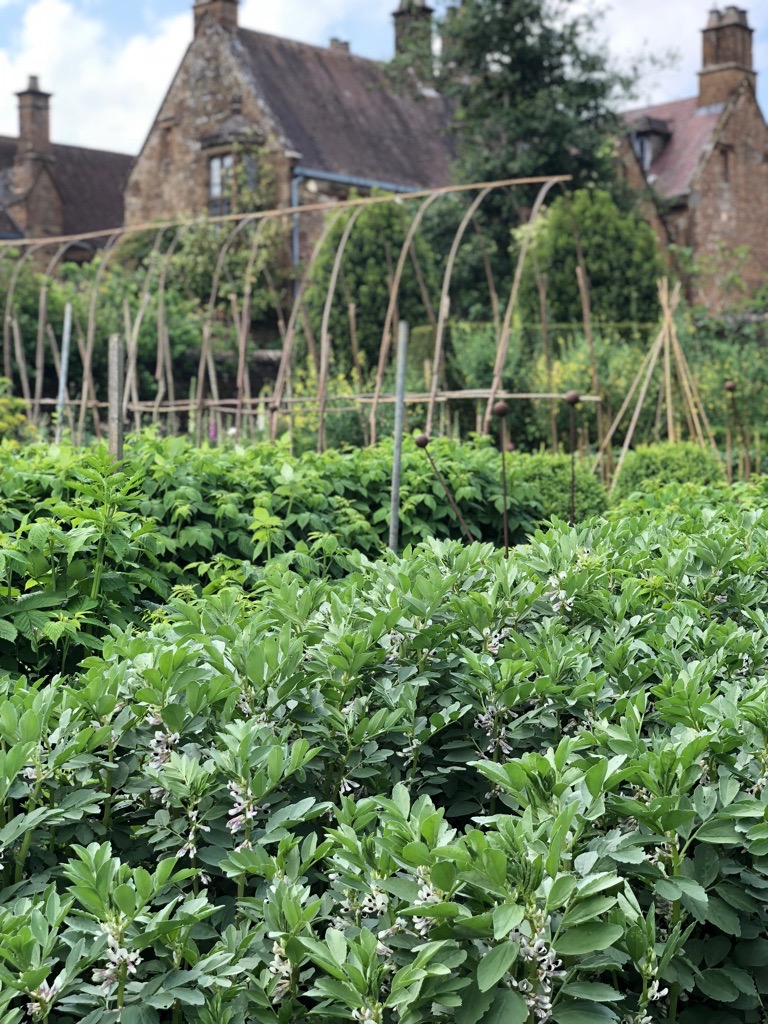 Field beans in walled garden