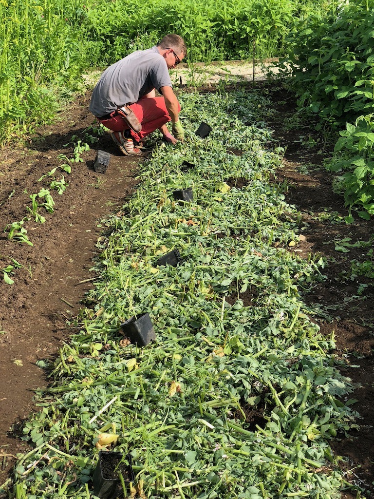 Planting Cosmos in mulched field beans
