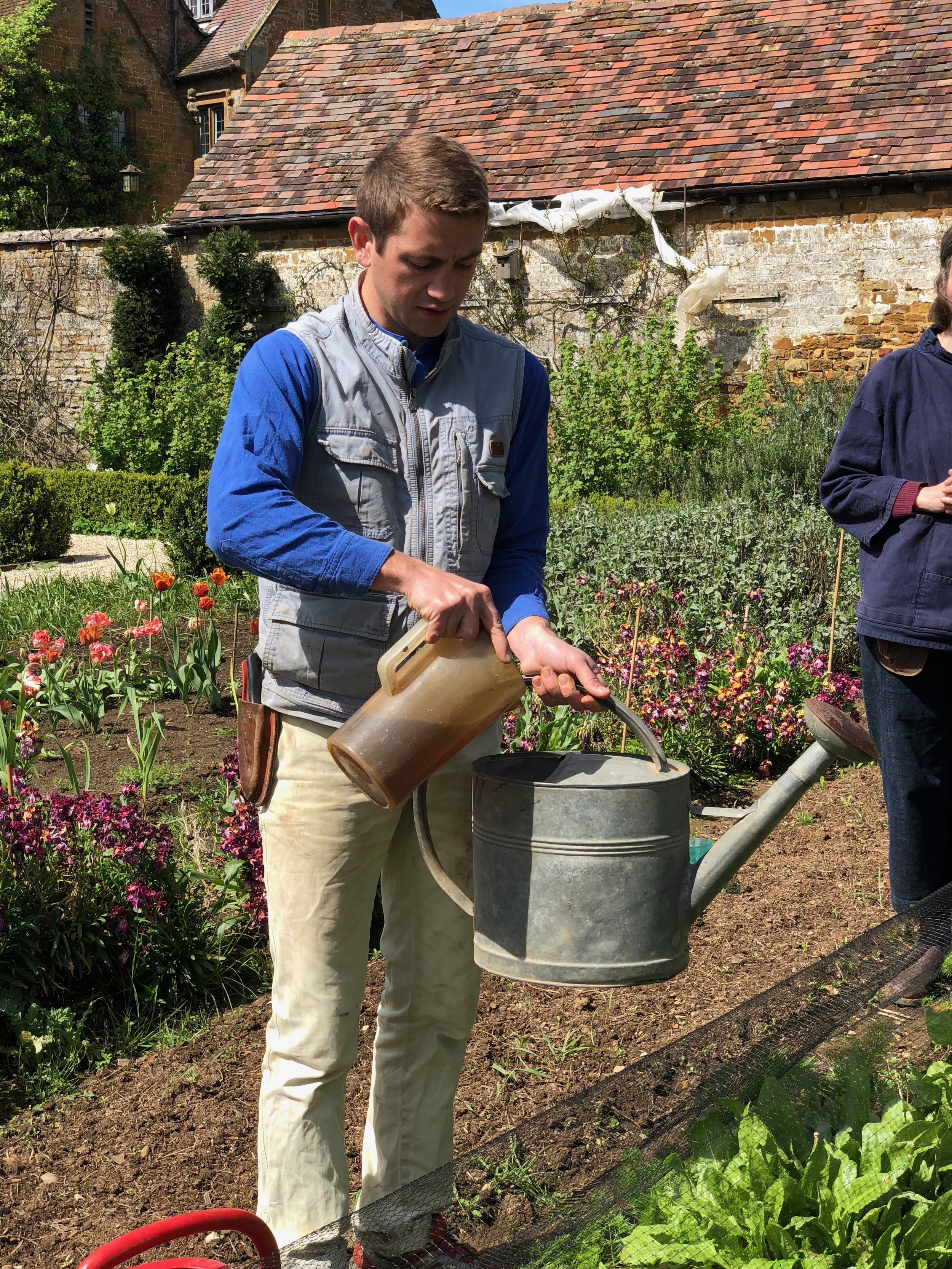 Adding Compost Tea