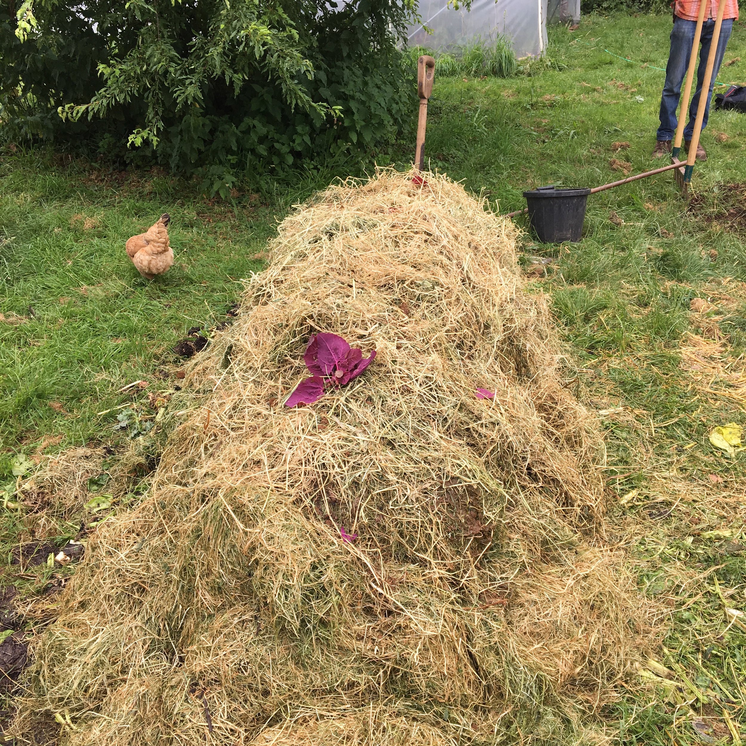 Trial pile with layer of hay
