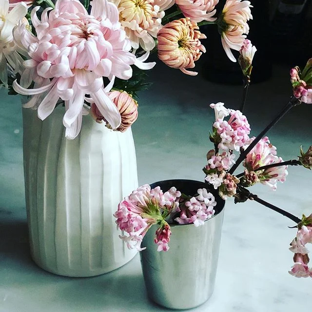 Viburnum bodnantense ‘Dawn’ & chrysanthemums - such delicate brave creatures to be dancing at this time of the year #chrysanthemum #viburnum @francespalmer