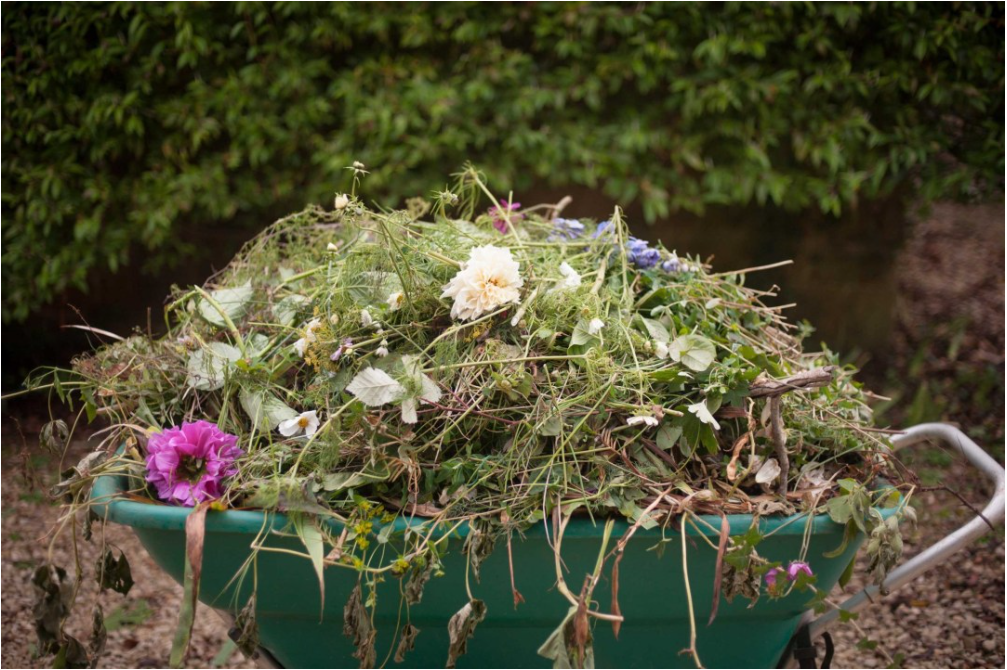 the plant hunter photo.PNG