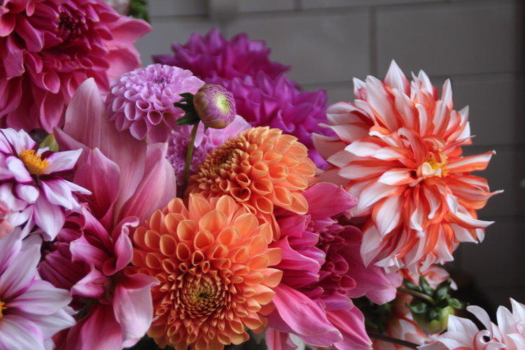 Dahlia Masterclass