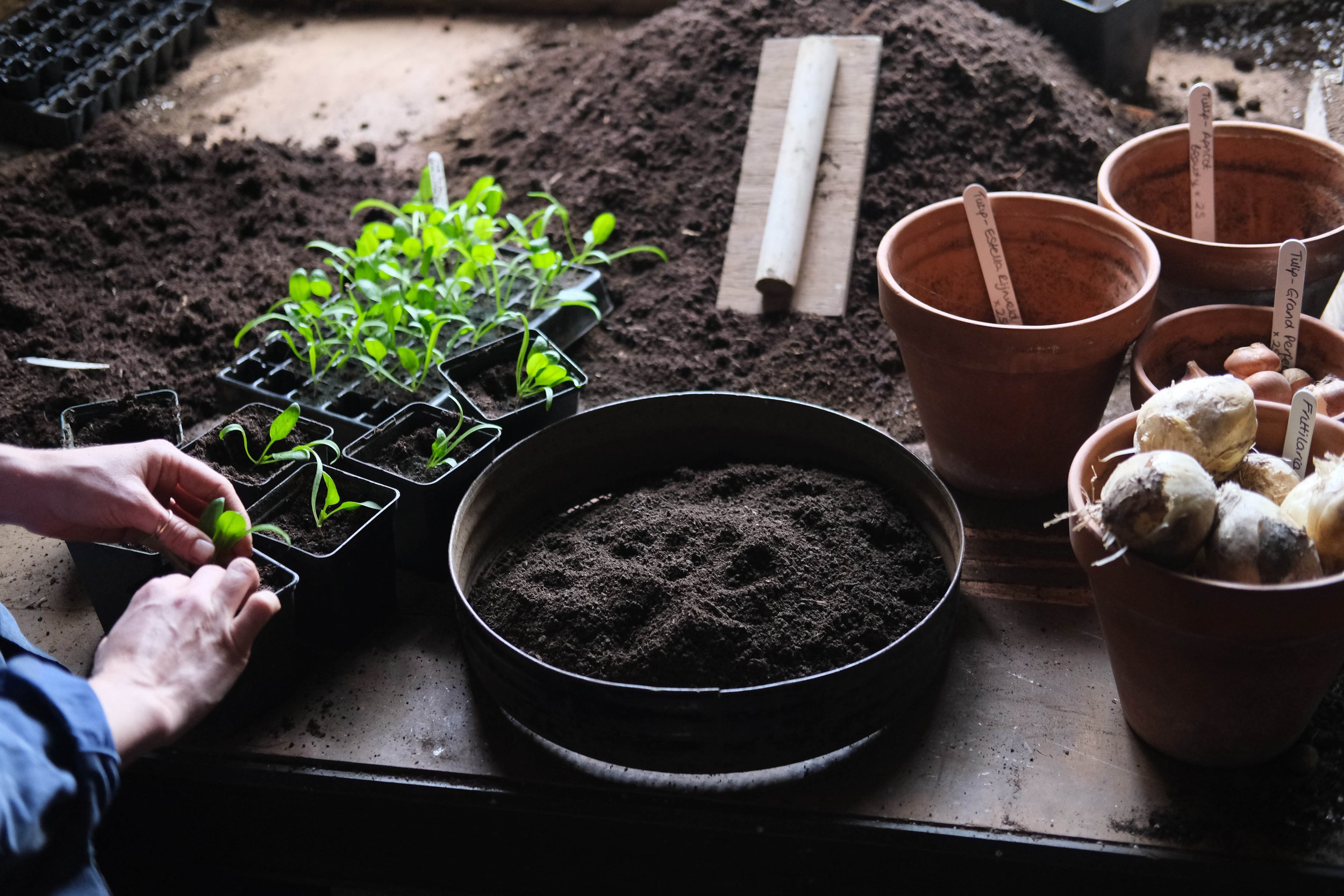 compost in potting shed - potting on copy.jpg