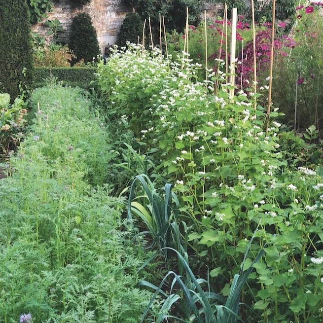 A Guide to Green Manures