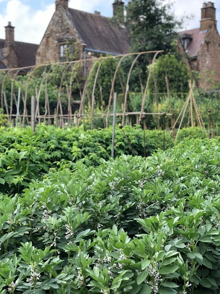 Field Beans