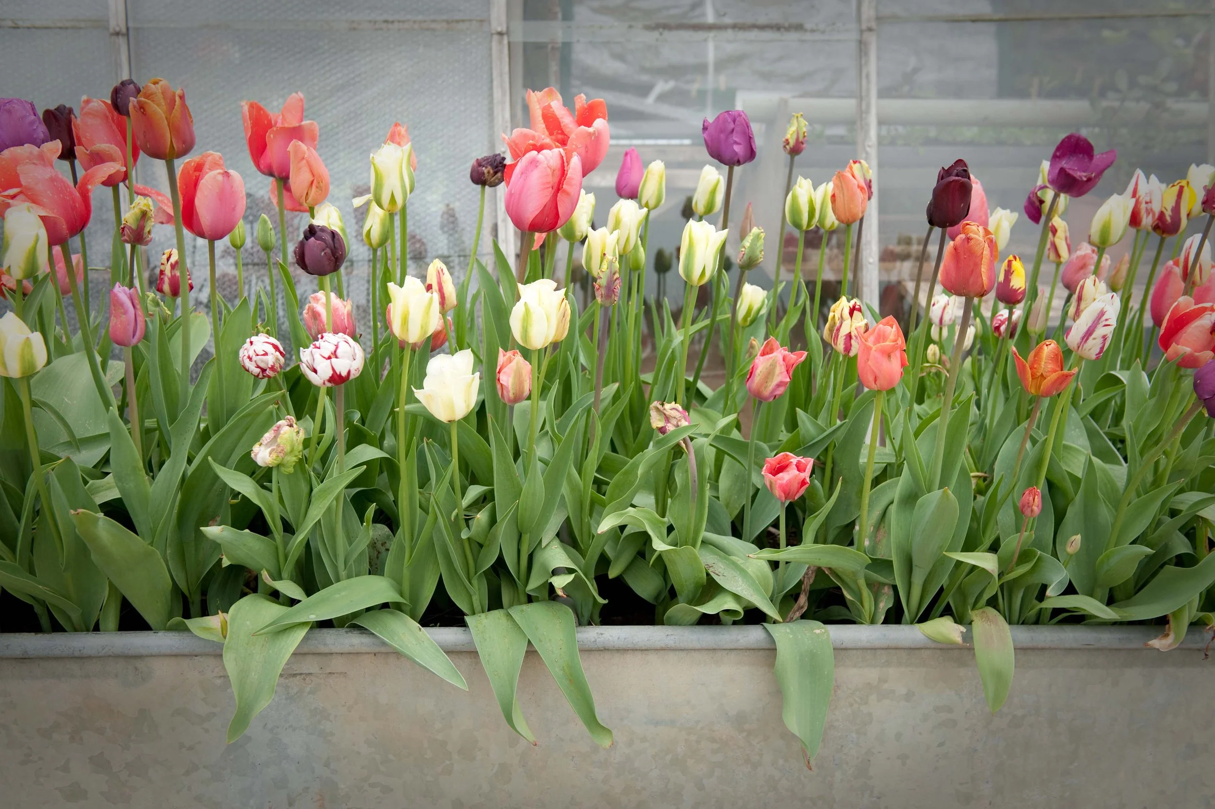 _Trough mixed tulipsDSC0022.jpg