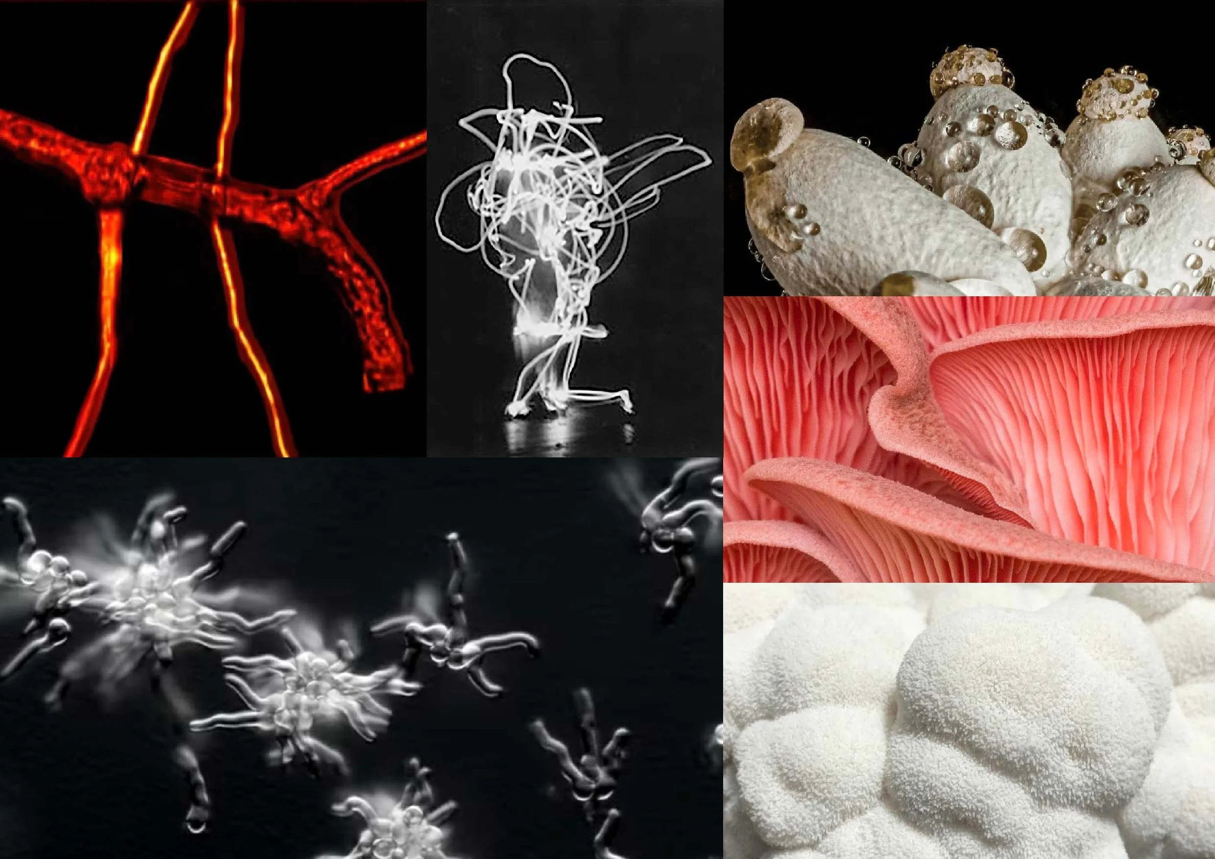 SOIL deck June 24 email-page-002.jpg