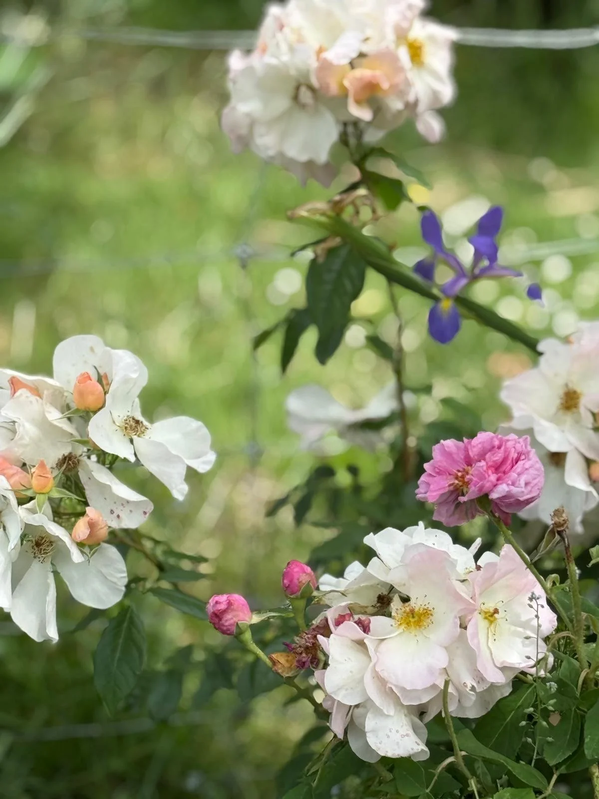 WhatsApp Image 2026-04-29 at 07.36.26 (1).jpeg