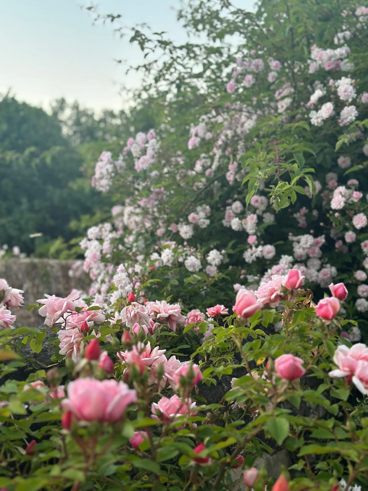 WhatsApp Image 2026-04-29 at 07.43.34.jpeg