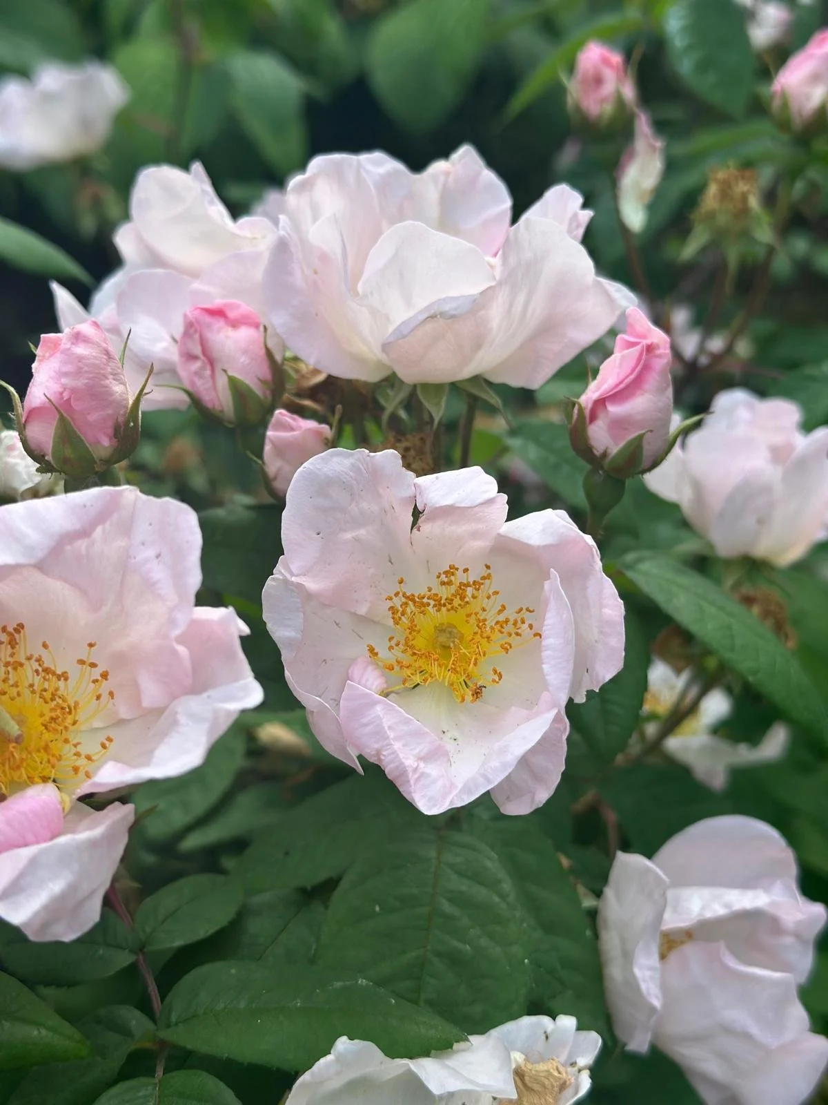 WhatsApp Image 2026-04-29 at 07.50.24.jpeg