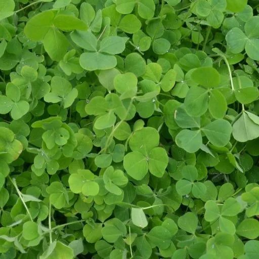 Crimson-Clover-website.jpg