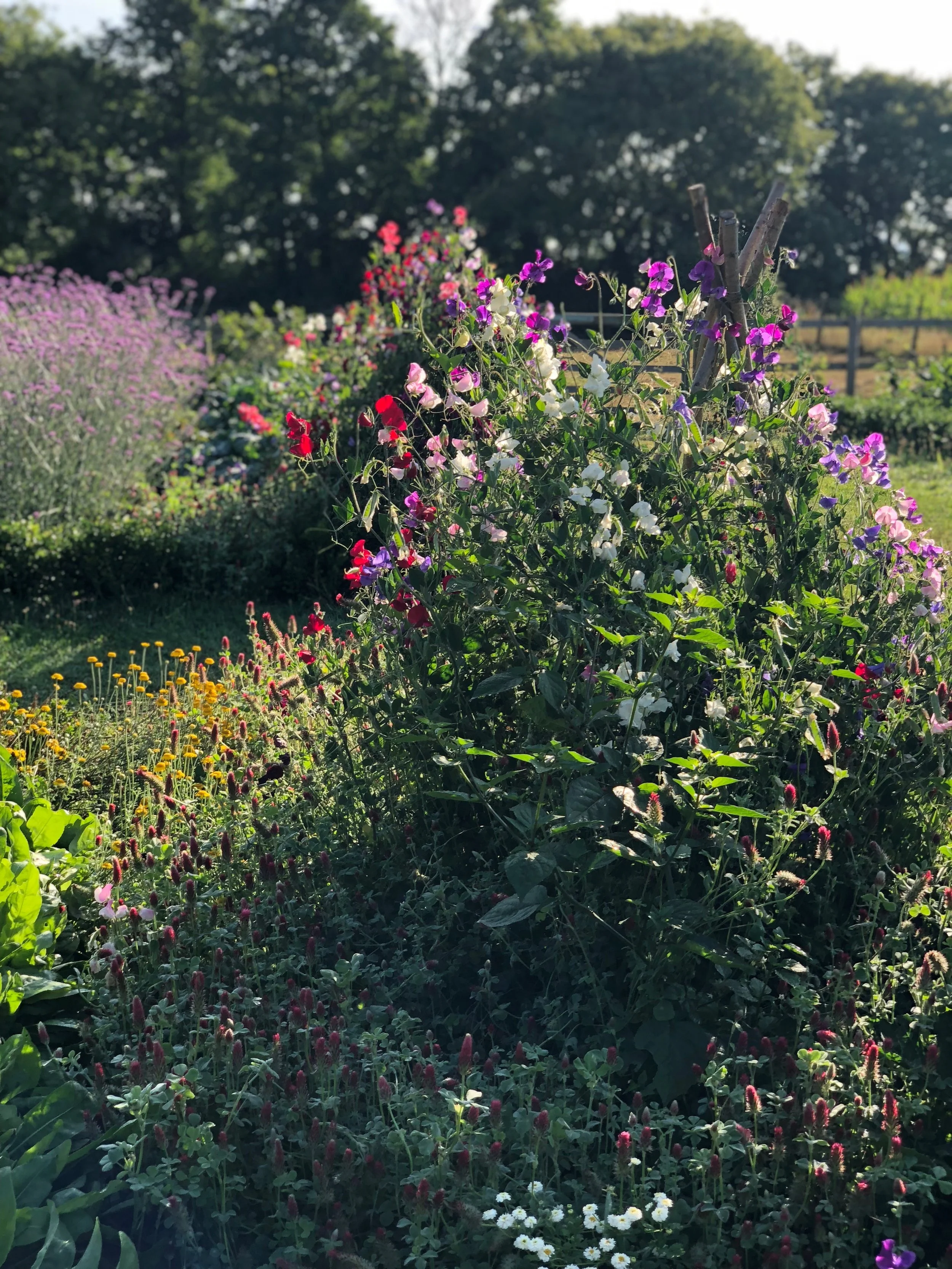 Crimson clover planted at the base of sweet peas IMG_E3734.jpg