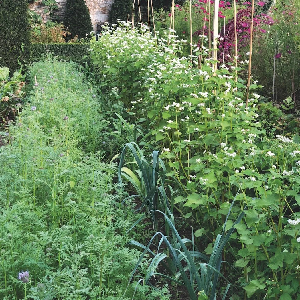 A Guide to Green Manures
