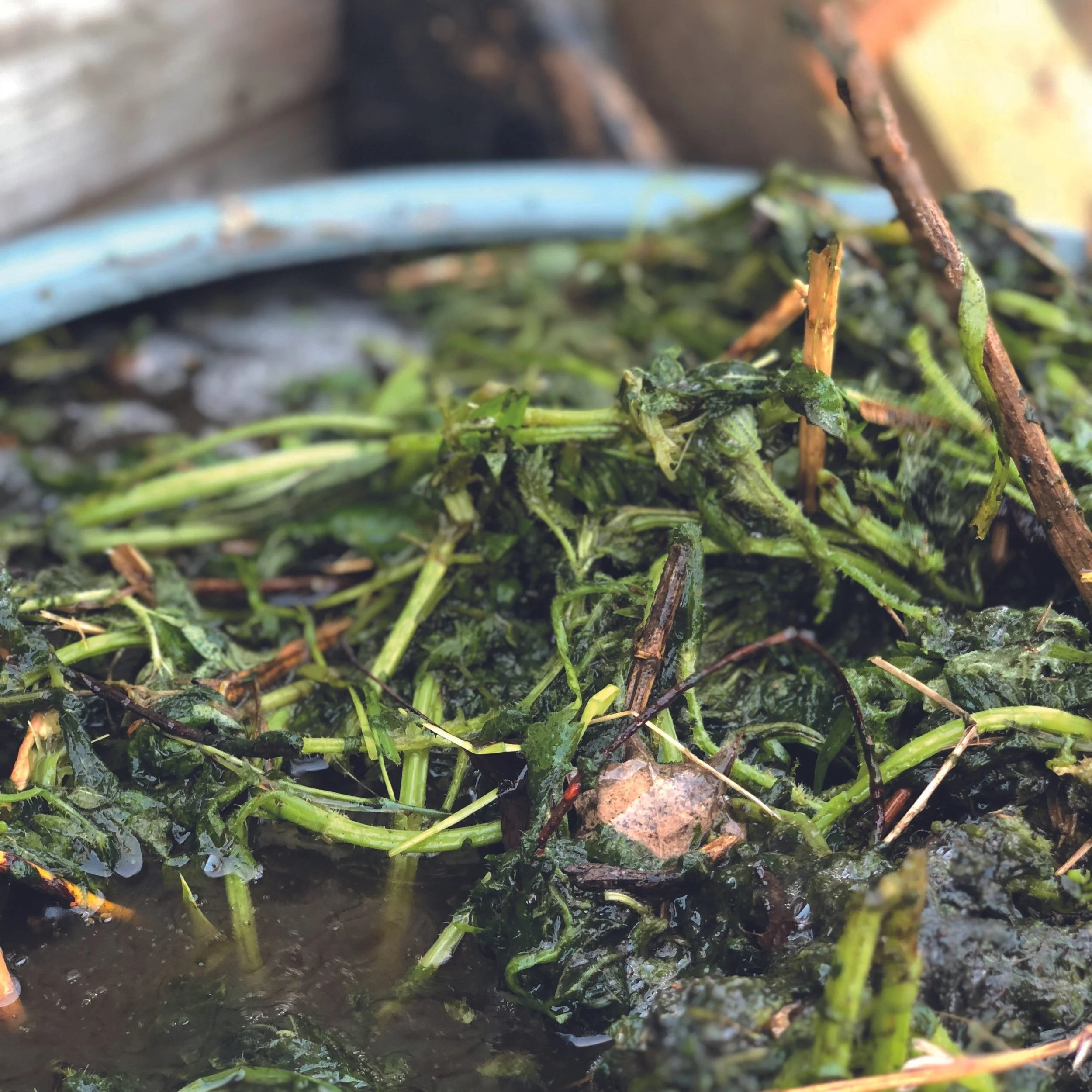 Teas to Heal Your Soil and Plants