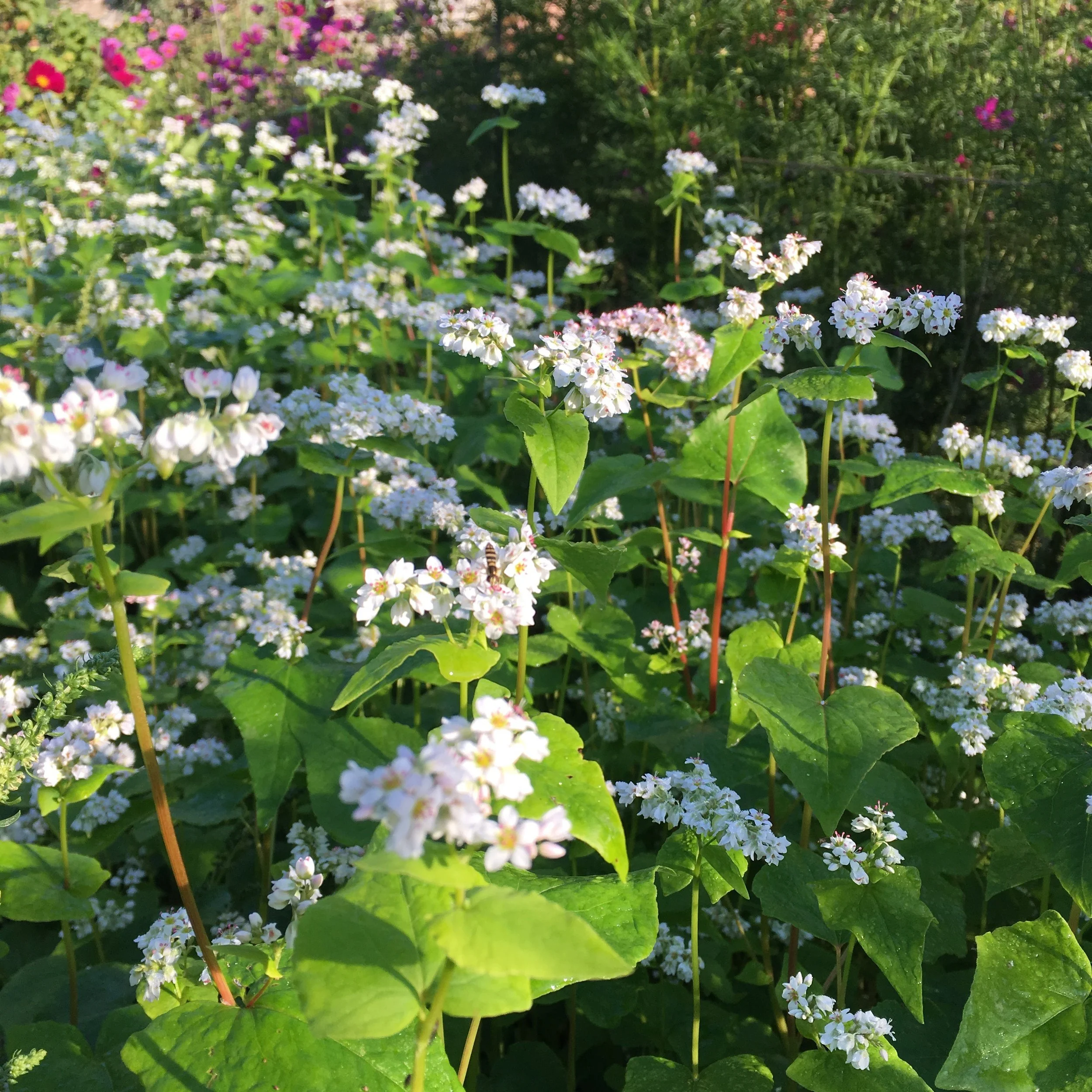 Buckwheat+IMG_1839.jpg