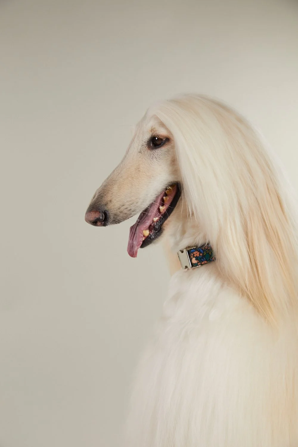 bandit6025CHRISTIAN MAMOUN.JPG