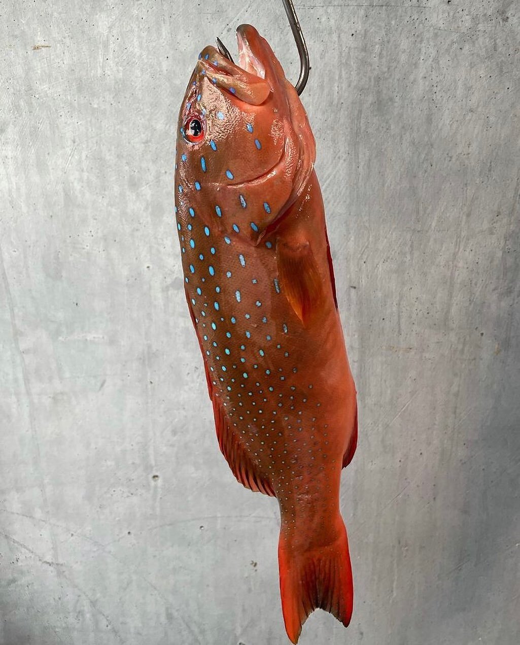 it doesn&rsquo;t get much better than this, freshly caught coral trout from @chrisboltonfishing 💥💥

📷 @fromagefarts 

#finsseafood  #coraltrout #freshisbest #freshseafood #freshfish #fremantle #perthisok
