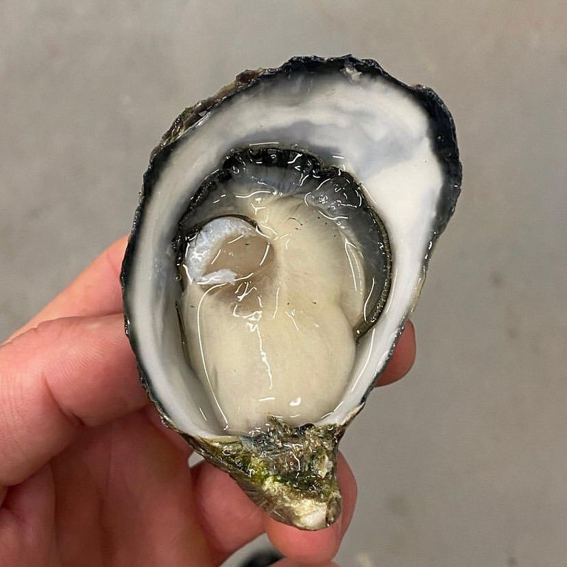 nothing beats a fresh Smoky Bay oyster 🦪 

📷 @zac_robertson1 

#finsseafood  #waseafood #freshisbest #freshseafood #freshfish #oyster #smokybay #perthisok #freshseafood #oysters