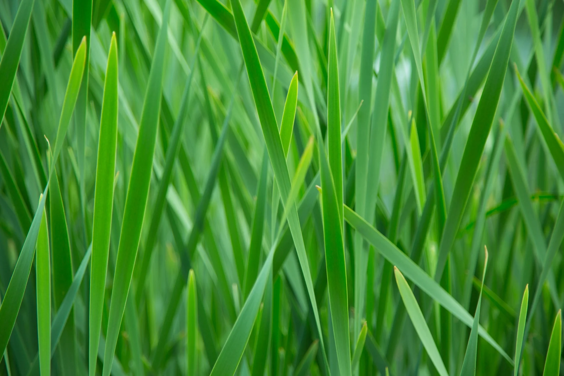 green.jpg