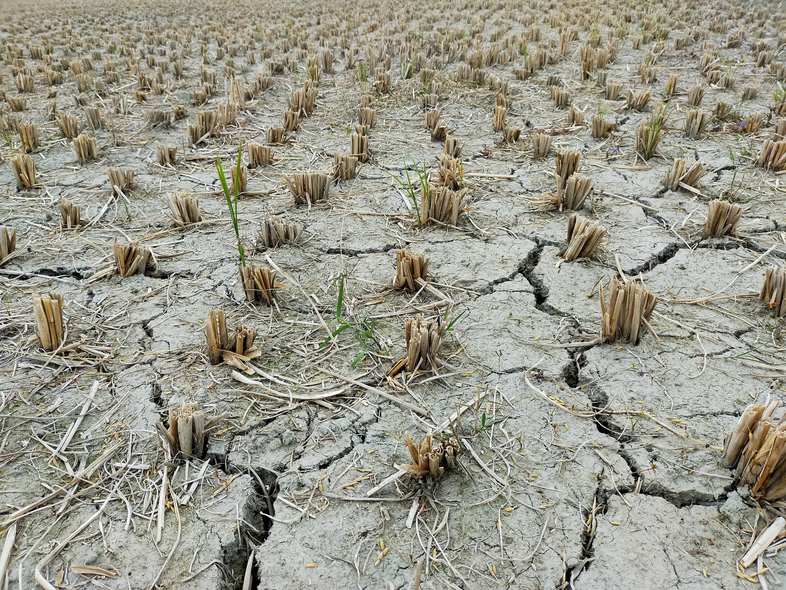 Temperature Rise, Increased Droughts Will Cause Widespread Loss & Displacement in Middle East & Beyond