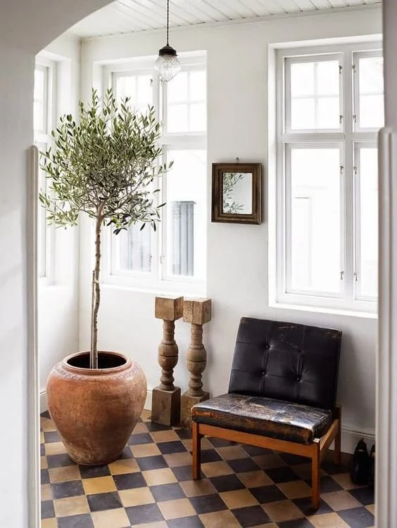 Olive Tree