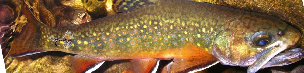 Trout Unlimited - Rapidan Chapter