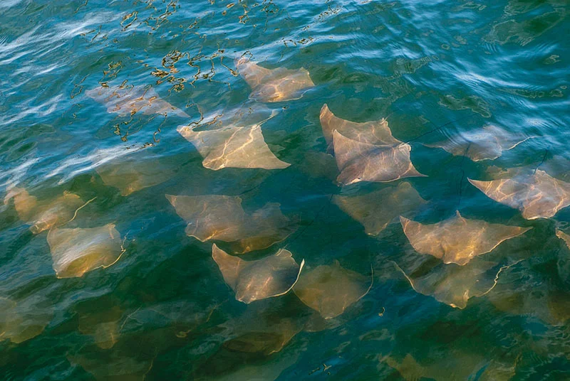 Bloody tournament video intensifies calls to manage cownose rays